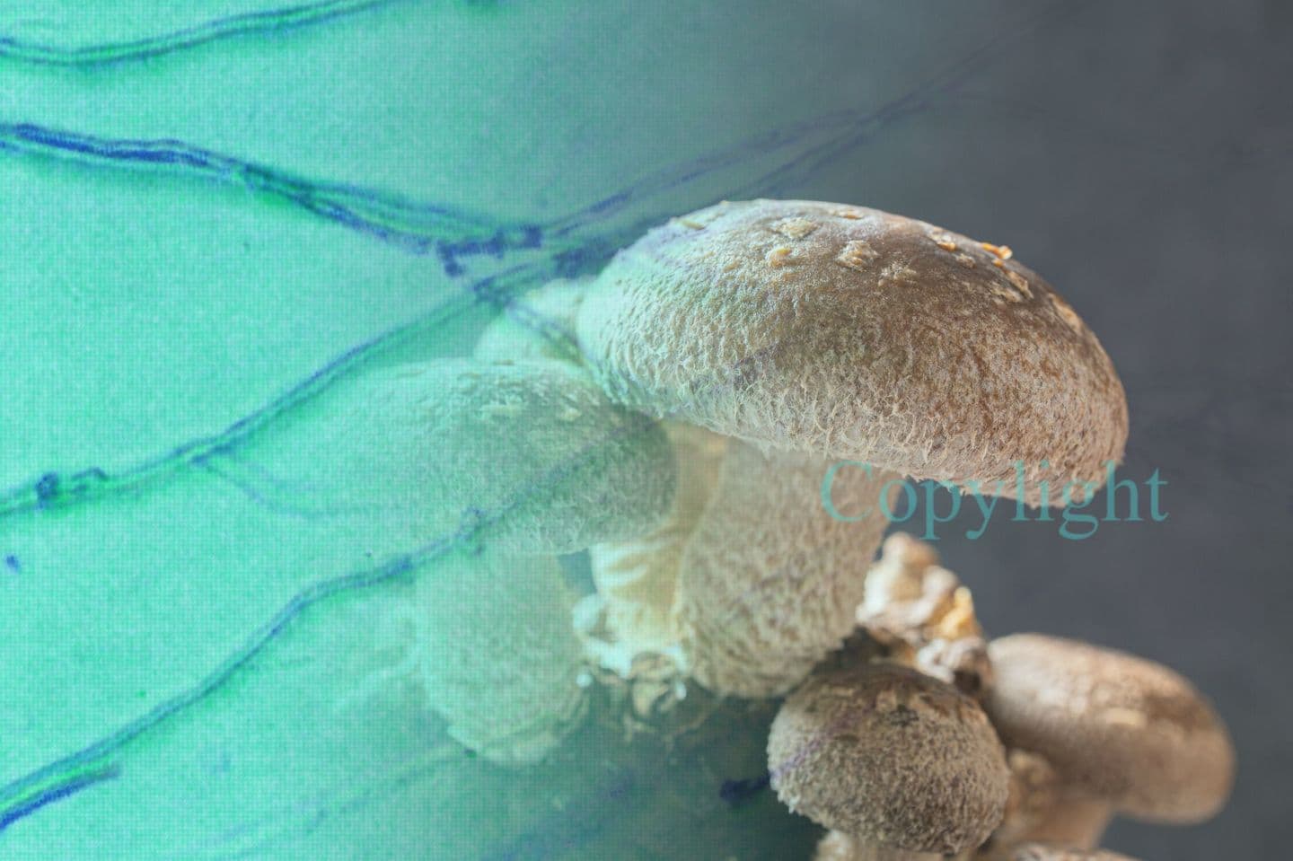 シイタケ菌糸体